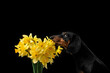 dachshund sniffs yellow flowers portrait of a dog on a black background