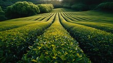 A Tranquil Tea Fields Stretches Out With Neat Rows Of Lush Green Bushes Against A Backdrop Of Misty Mountains At Dusk..