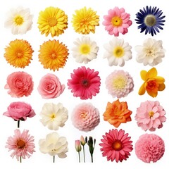 Wall Mural - Set of different flowers on white background