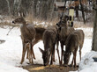 Deer Feeding Time