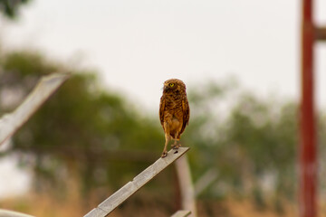 cute owl on a fence in the wild