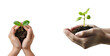 Cluster of hand embracing plant sprout, Isolated on Transparent Background, PNG