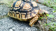 Yellow Ground Turtle 2