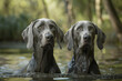 weimaraner breed dogs playing in water
