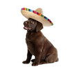 Cute little puppy with sombrero on white background