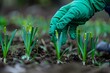 Close-up of a person in a medical glove tenderly fertilizing young narcissus sprouts in a garden, enhancing the soil with vital nutrients during spring