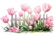 Pink tulips on a white background. Watercolor vector illustration.