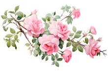 Beautiful Vector Watercolor Floral Composition With Pink Roses On White Background