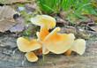 Edible mushrooms (Flammulina velutipes)