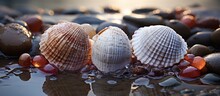 Beautiful Seashells On The Beach. Selective Focus.