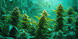 Organic Cannabis: Healthy Marijuana Plants Grown Using Organic Methods.