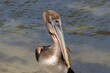 Closeup of Brown Pelican (Pelecanus occidentalis), on the island of Aruba. Water in the background. 
