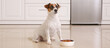 Cute Jack Russell Terrier with dry food in kitchen