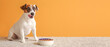 Cute Jack Russell Terrier with dry food in bowl on color background