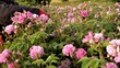 Harvesting rose petals. The essential oil industry. Agriculture