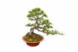 Fototapeta Miasto - elm bonsai isolated