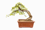 Fototapeta Tęcza - boxwood tree bonsai