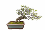 Fototapeta Miasto - elm bonsai on white