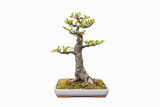 Fototapeta Miasto - elm bonsai isolated