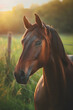 Majestic Stallion Enjoying Sunset: The Unbridled Spirit of Freedom and Gracefulness