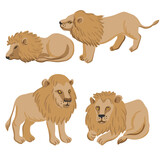 Fototapeta Natura - vector drawing lions, cartoon animals isolated at white background, hand drawn illustration