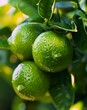 three limes hanging tree green leaves marmalade young banner wearing lemon liquid rows crops reduce duplicate leave