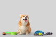 Cute Corgi dog with different pet accessories and bowls for food sitting on grey background