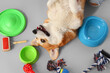 Cute Corgi dog with different pet accessories and bowls for food lying on grey background
