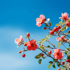  Blossoming wild rose bush on a background of blue sky with clouds