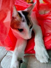 White cat. Cats play in plastic bags. Cute white who loves to play.