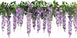 hanging garland wisteria flower cutout png isolated on white or transparent background