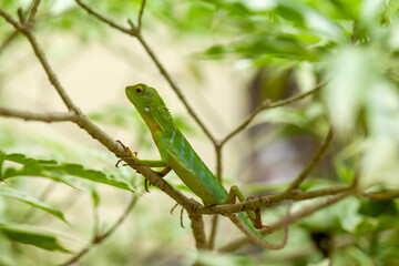 Wall Mural -  Green Crested Lizard between leaves