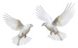 PNG Wedding doves animal pigeon flying