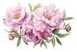 PNG Peonies blossom flower plant