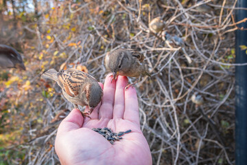 Wall Mural - Sparrow eats seeds from a man's hand