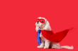Cute little dog in superhero costume on red background