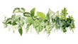 PNG  Green leaves plant herbs leaf