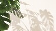 Monstera tree plant in sunlight, leaf foliage shadow on blank cream concrete wall for modern, luxury organic beauty, cosmetic, skincare, body care product background, exterior design decoration 3D