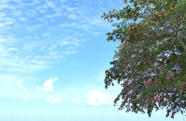 Poster - Green leaves tree and bright blue sky background