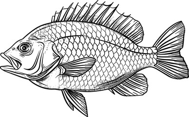 Fish drawing clipart design illustration