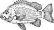 Fish drawing clipart design illustration