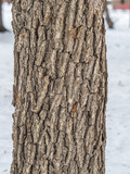 Fototapeta Nowy Jork - Texture of the bark of old maple tree