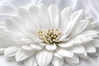 White flower with pearls on white background