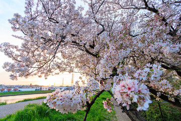 夕日に染まる川辺で満開に咲く美しいソメイヨシノ（桜）。

日本国神奈川県横浜市鶴見区、鶴見川にて。
2024年4月12日撮影。

Beautiful Someiyoshino sakura (Cerasus x yedoensis, cherry blossom) in full bloom by the riverside at sunset.

At Tsurumi River, Tsurum