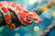 Red corn snake on branch, closeup snake