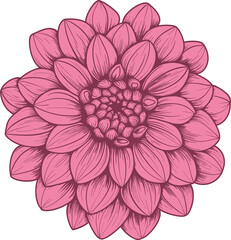 Dahlia clipart design illustration