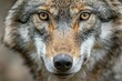 Close-up portrait of a wolf in the forest,  Head of a wolf