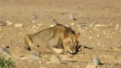Wall Mural - a young male african lion (panthera leo) drinking water, kalahari desert, south africa