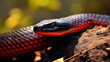 close up of a red rattlesnake venomous zoology herpetology with blurred background
