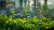 seedling in soil with blur industry factory background. environmental conservation and sustainable